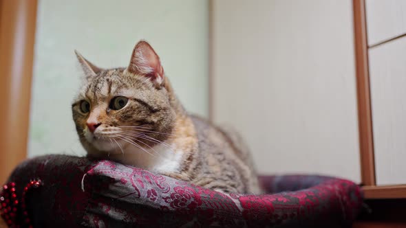 a Beautiful Motley Cat Lies in Its Couch and Turns Its Head