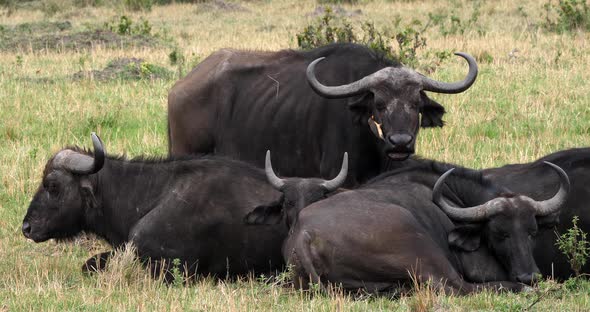 African Buffalo, syncerus caffer, Adult with Yellow Billed Oxpecker, buphagus africanus