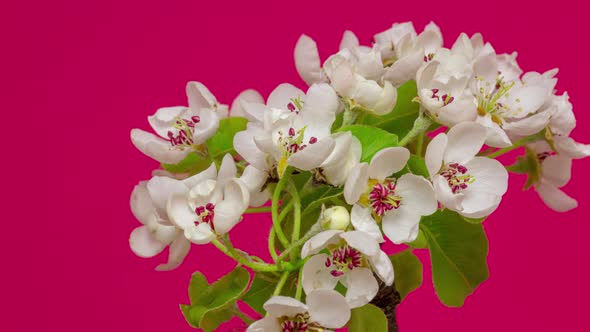 Pear Fruit Blossom Timelapse on Red