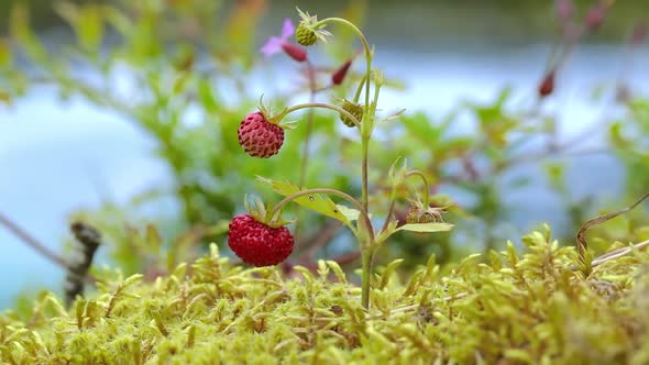 Berry of Ripe Strawberries Close Up