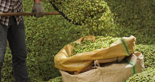 A Hops Plantation Worker Shovels the Dried Hop Cones Into a Transport Bag