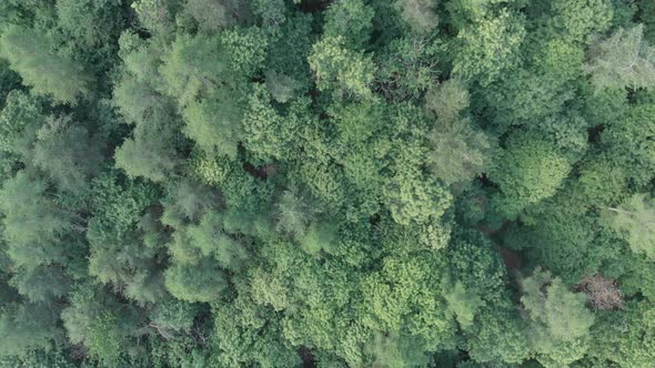 Aerial: flying directly above emerald green forest woodland