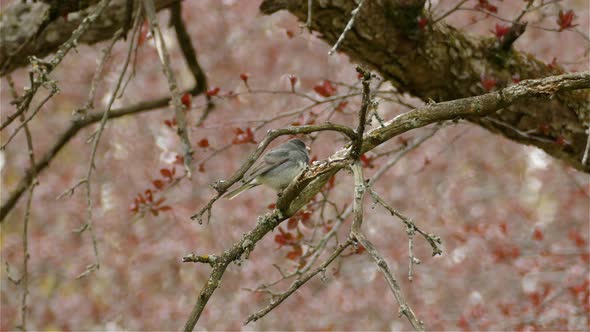 Dark-eyed junco standing on a branch in an autumnal environment.