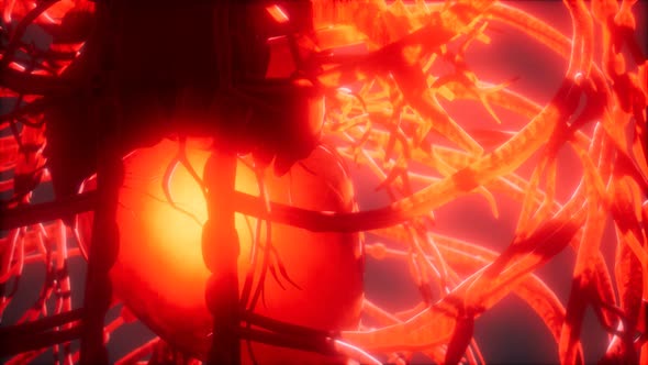 Blood Vessel System and Heart alt