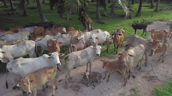 Panning cows rest at oil palm plantation at Malaysia