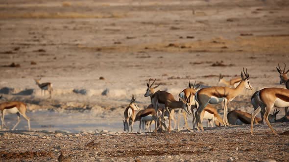 Springbok Antelopes At A Waterhole