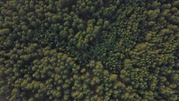 Top down view of green forest, woodland aerial shot. Drone fly over pine trees and green treetops. 