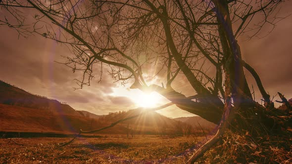 Time Lapse of Death Tree and Dry Yellow Grass at Mountian Landscape with Clouds and Sun Rays