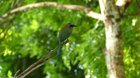 A blue-capped motmot and a flying hummingbird in Gamboa Rainforest Reserve, Panama, static medium sh