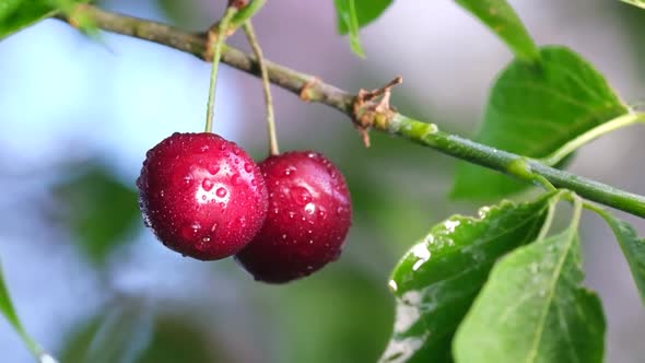Closeup of Red Organic Cherries Fruits on a Tree with Water Drops
