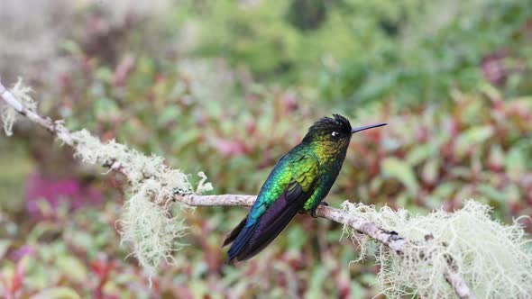 Costa Rica Wildlife and Birds, Lesser Violetear Hummingbird (colibri cyanotus), Bird Flying Landing