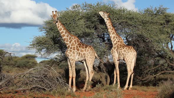 Giraffes Feeding On A Tree - South Africa