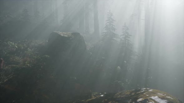 Coniferous Forest Backlit By the Fising Sun on a Misty