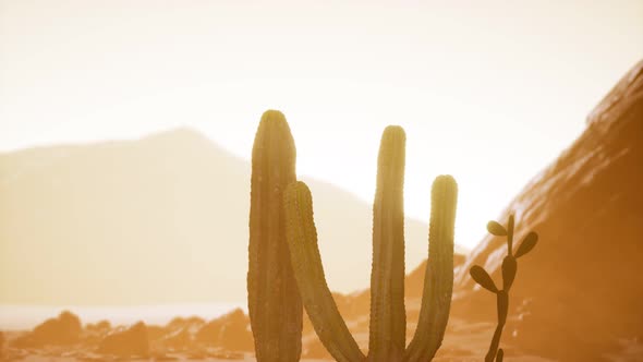 Arizona Desert Sunset with Giant Saguaro Cactus