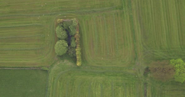 Flying Over Green Meadow with Small Trees