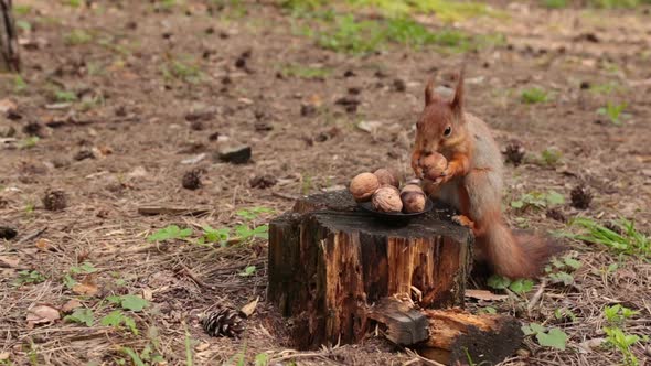 A Cute Red Squirrel Takes A Nut From A Small Plate.