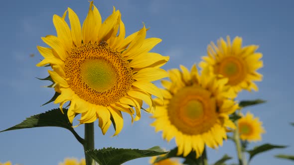 Heads of sunflower Helianthus annuus plant  against blue sky 4K footage