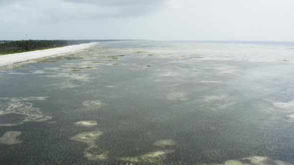 Tropical coastal sea bed with lots of seaweed at low tide, drone shot.