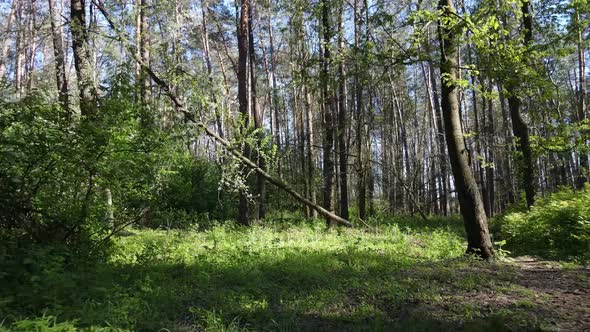 Green Forest During the Day Aerial View