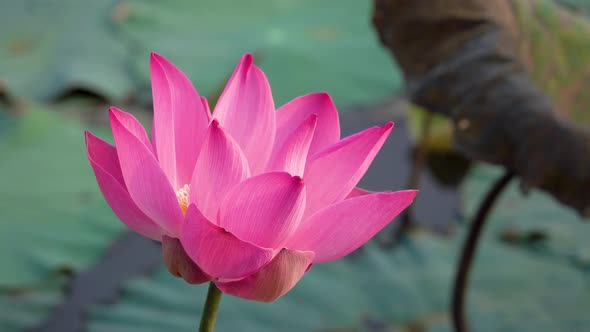 Beautiful fresh pink lotus flower