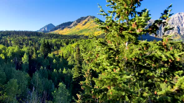 Flying through the pine forest with the golden colors of autumn in the aspen grove on the mountain s