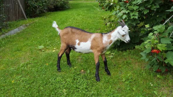 Funny Goat Eating Green Leaves