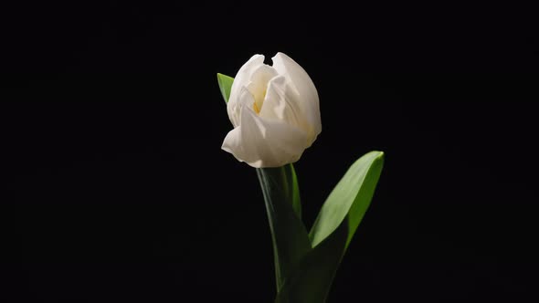 White Tulip Flower Blooming, Close-up