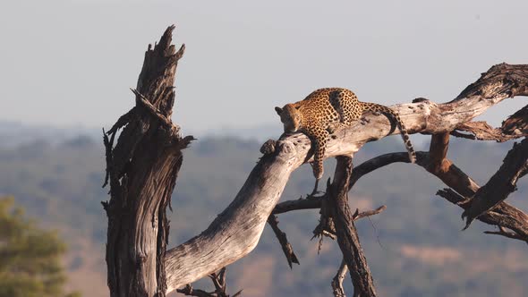 Resting Leopard enjoys view from high dry tree branch in golden light
