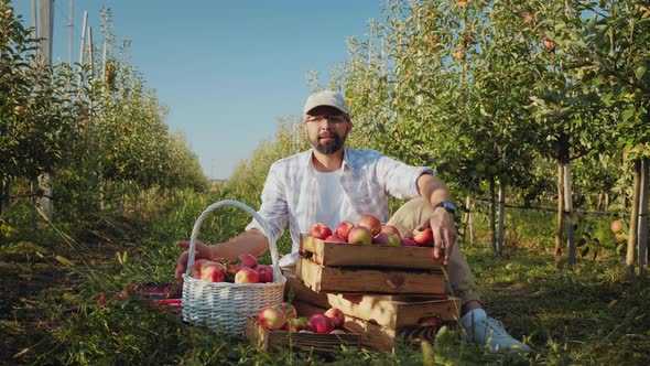 Portrait of a Farmer Guy with a Harvest of Harvested Apples in the Garden