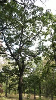 Aerial View of Green Forest in Summer