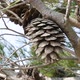 Pinecones On Pine Tree Close Up - VideoHive Item for Sale