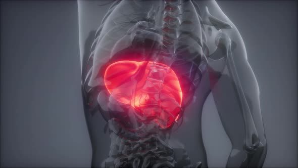 Human Liver Radiology Exam alt