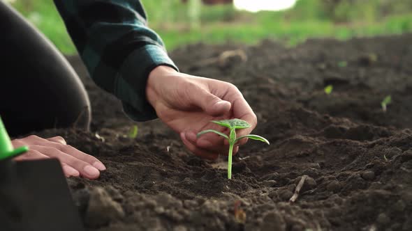 Agronomist Farmer Gardener Touches Petals Of A Fresh Seedling Planted A Day Ago The Concept