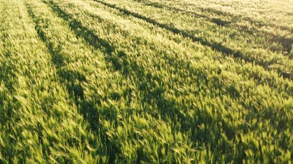 Aerial Shot of Young Cereal Field at Spring Season