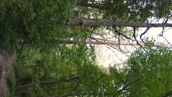 Vertical Video of Trees in the Forest in Autumn