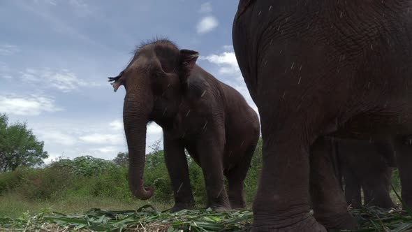 low angle view of a Thai elephant swirling his trunk near the ground for food, SLOW MOTION