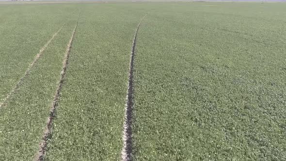 Drone flyover over bean plantation. Brazilian Agriculture.