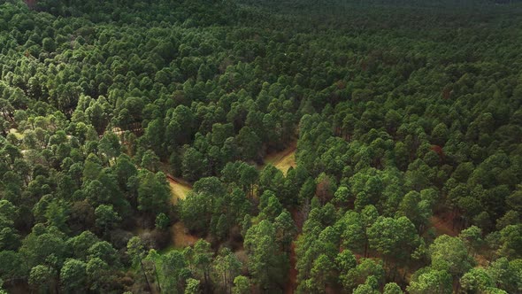 Aerial Beautiful Forest Landscape Full of Trees at Altos From Chiapas Mexico - Forward and Tilt Up M