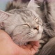 Hand of people plays with lovely tabby Persian cat. - VideoHive Item for Sale