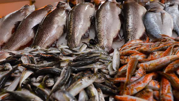 Fresh Sea Salmon European Anchovy Fish and Mullus On Display On Ice On Market Store Shop