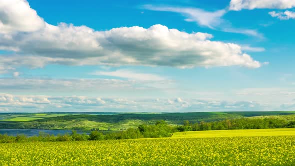 A Field of Flowering Rapeseed