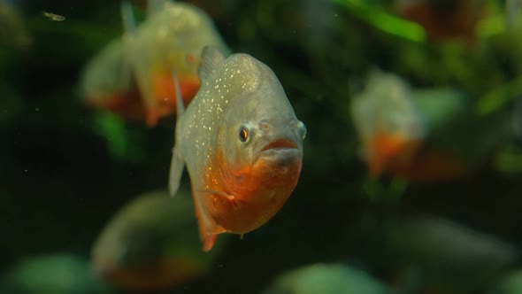 Piranhas Swimming in the Aquarium of Oceanarium on the Green Background