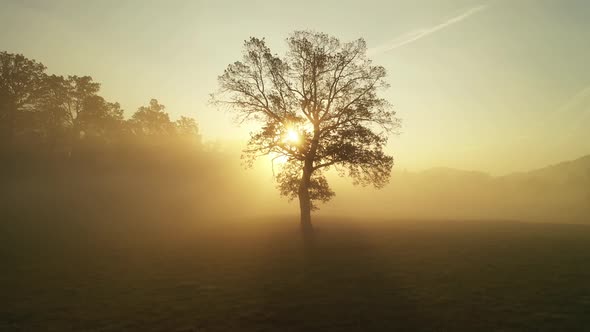 Autumn Sunrise in the forest