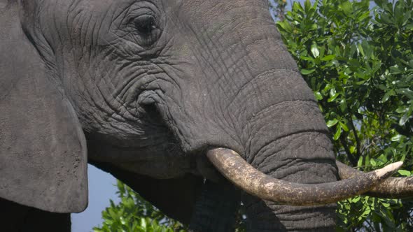 Close up of an elephant eating leaves