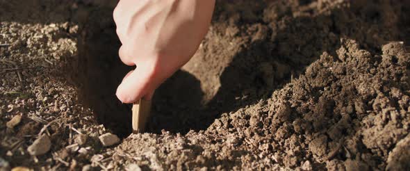 Close up of a woman's hand digging soil with wooden spoon,preparing for planting