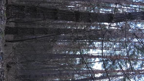 Vertical Video of Trees in a Pine Forest Slow Motion