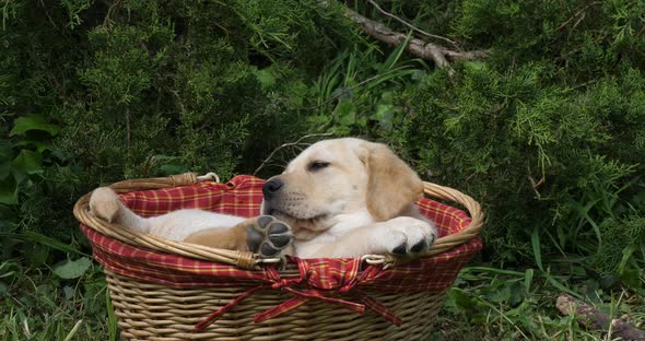 Yellow Labrador Retriever, Puppy Playing in a Basket, Normandy, Slow Motion 4K