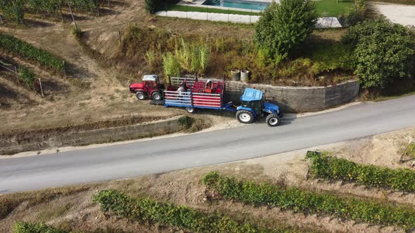 Farmer harvesting vineyard with tractor machinery. Red wine vine grapes harvest agriculture field.