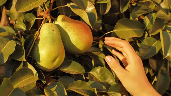 Female Hand Picking Pear From Tree