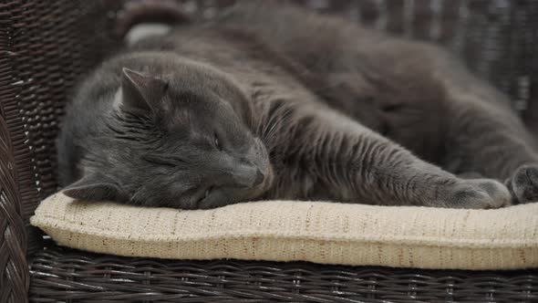 Cat Relaxing on Rattan Wicker Chair with Cushion in Living Room